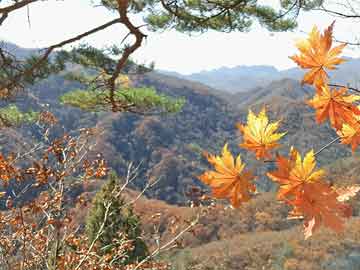 谨防:《澳门管家一肖一特预测方法》和大三巴一肖一码100最准和防范虚拟货币骗局,通俗剖析、专家解读解释与落实