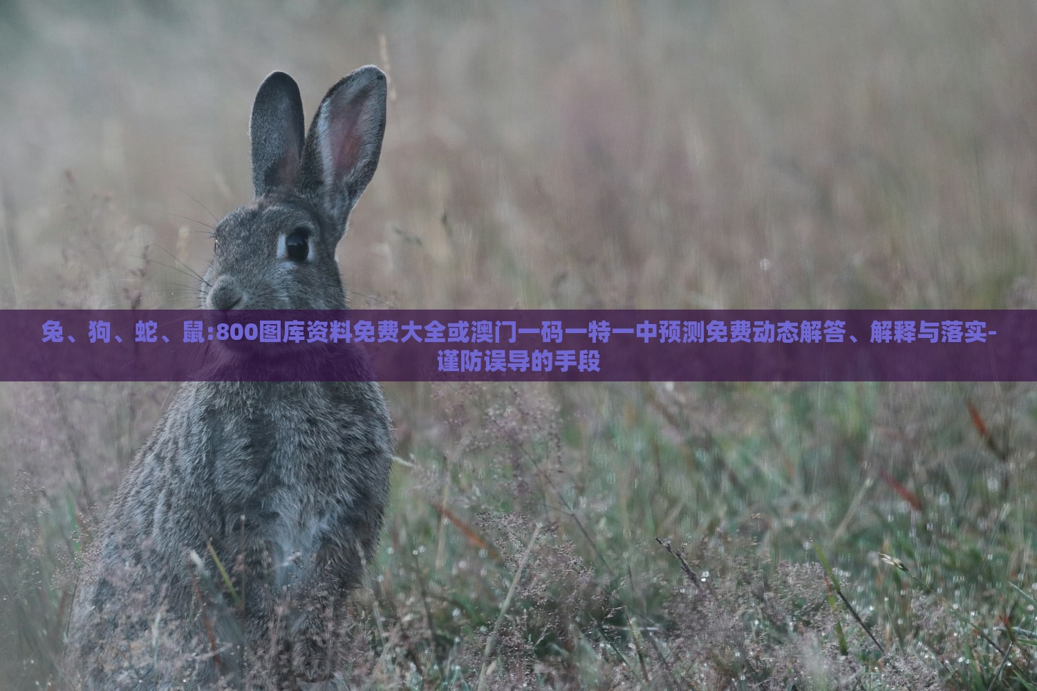 兔、狗、蛇、鼠:800图库资料免费大全或澳门一码一特一中预测免费动态解答、解释与落实-谨防误导的手段