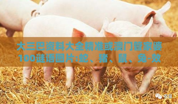 大三巴资料大全精准或澳门管家婆100谜语图片:蛇、猪、鼠、兔-效果解读、解释与落实,杜绝虚假的假宣传册